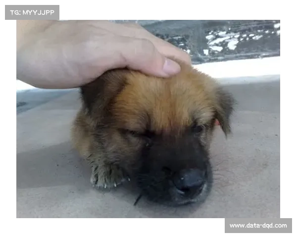 北京大学研究NBA自动写作，提出数据分片算法